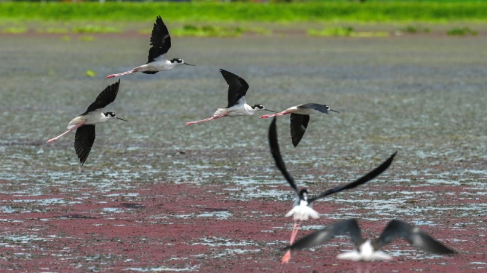 Colombia fue el pa&iacute;s m&aacute;s mort&iacute;fero para los ambientalistas en 2024