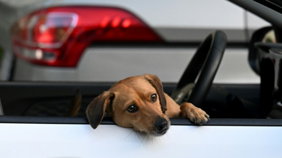 Frau w&auml;hlt in Rheinland-Pfalz Notruf wegen beleidigtem Hund