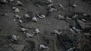 Un estudio revela que m&aacute;s de 50 animales "mudos" comunican vocalmente