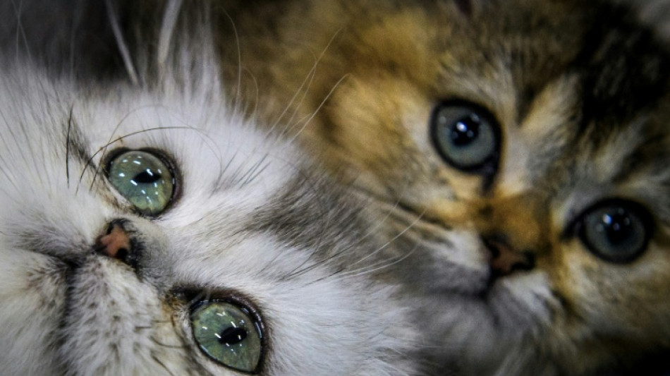  Baden-W&uuml;rttemberg: Drei Katzenbabys in Regionalzug ausgesetzt 