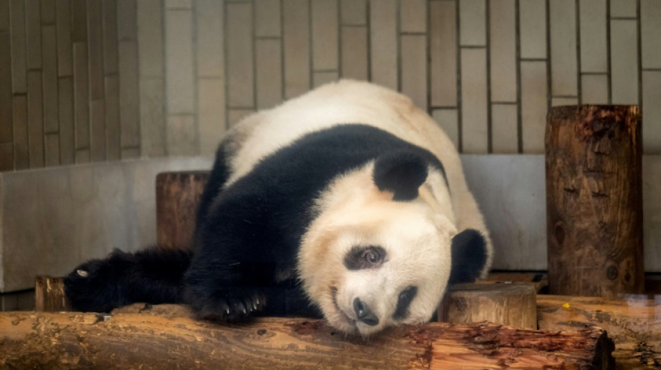 Jap&oacute;n se despide de cuatro osos panda que regresar&aacute;n a China
