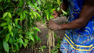 L'iboga, plante sacr&eacute;e au Gabon et rem&egrave;de ancestral convoit&eacute;