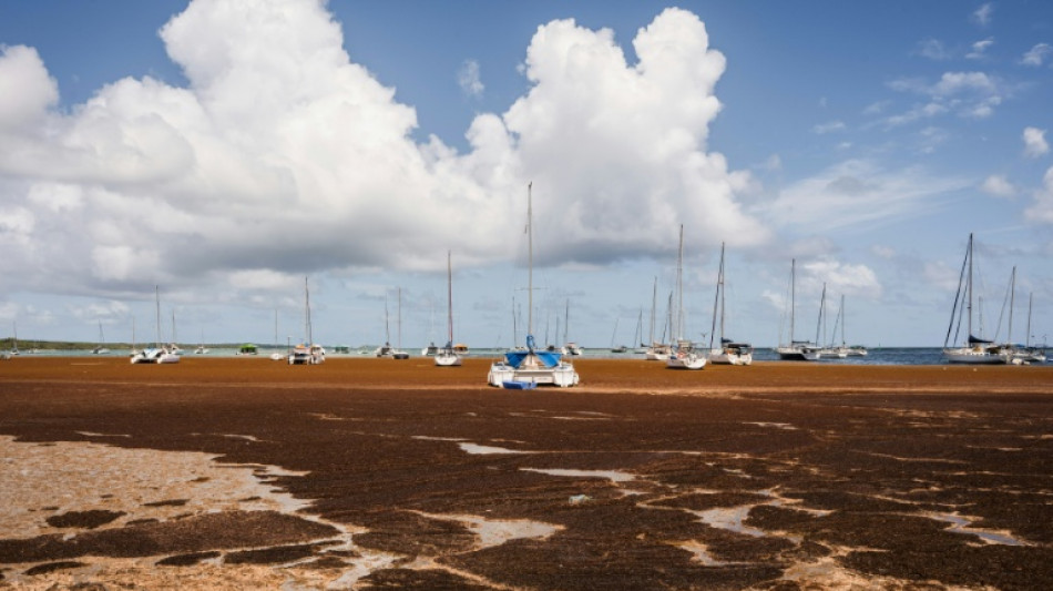  En Guadeloupe, les sargasses empoisonnent la fin de l'ann&eacute;e scolaire 