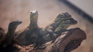 La moiti&eacute; des esp&egrave;ces non &eacute;valu&eacute;es pourraient &ecirc;tre menac&eacute;es d'extinction, selon une &eacute;tude 