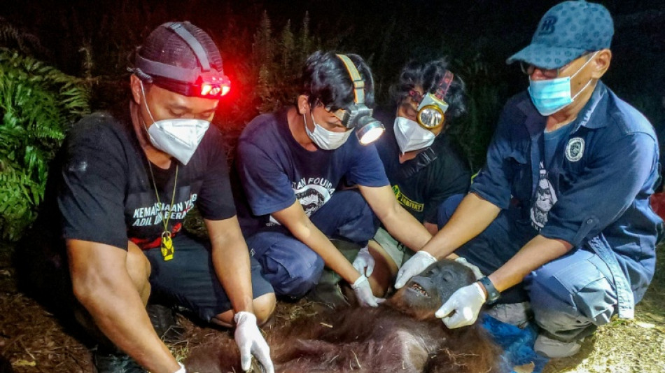  Indonesia rescues starved orangutan from fires: officials 