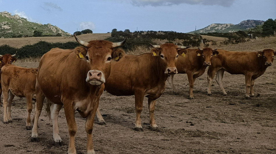 Dermatite bovina, stop a movimentazione per 2 mesi in Sardegna
