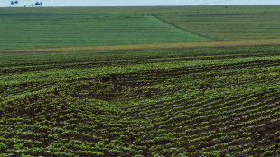 La perte de biodiversité "menace la stabilité financière"