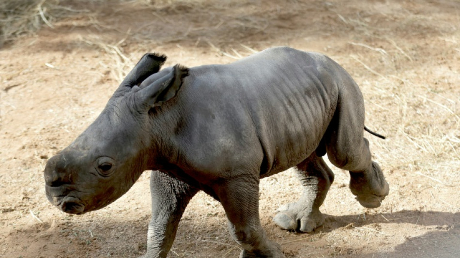 White rhino born at Spain zoo in conservation success