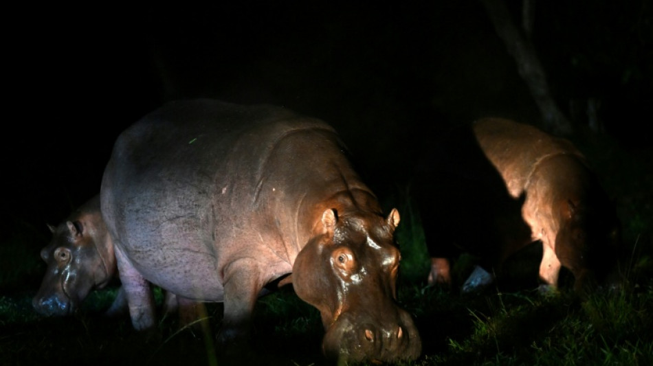  Le fils d&rsquo;un milliardaire indien offre un refuge aux hippopotames d&rsquo;Escobar 