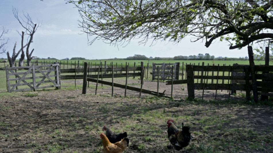  Argentina detecta un brote de gripe aviar y suspende las exportaciones del sector 