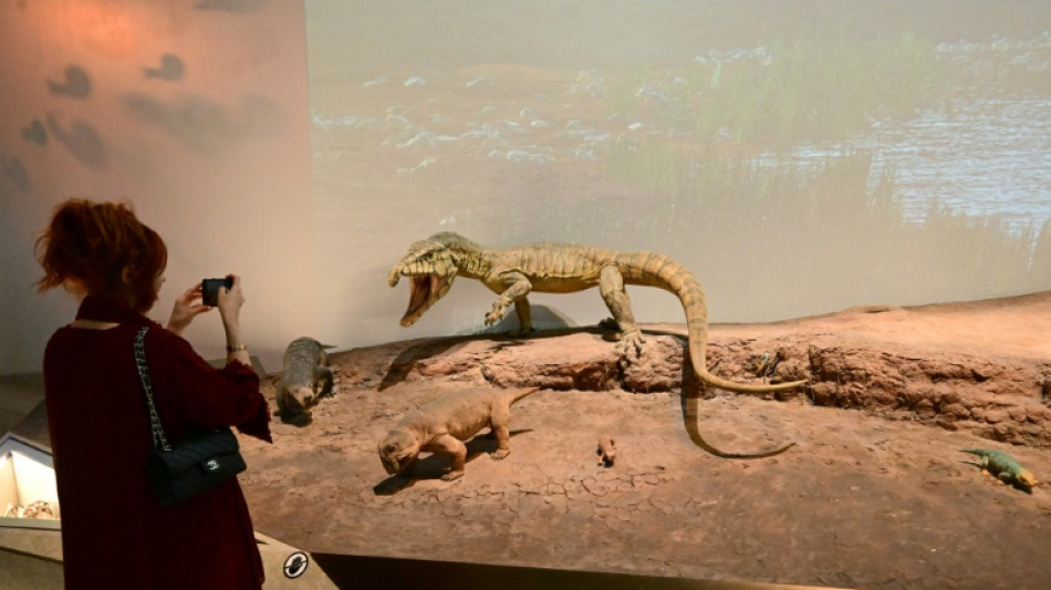  Les anc&ecirc;tres des mammif&egrave;res pondaient bien des oeufs 