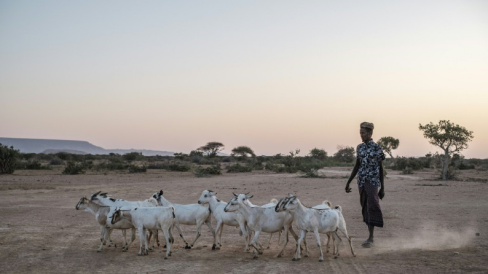 Dans l'Est &eacute;thiopien, la d&eacute;tresse des bergers sans troupeau