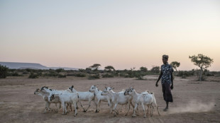 Dans l'Est &eacute;thiopien, la d&eacute;tresse des bergers sans troupeau