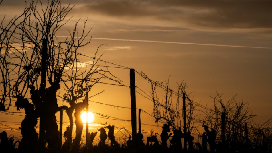 Vins: l'Union europ&eacute;enne au chevet d'une fili&egrave;re dans la temp&ecirc;te