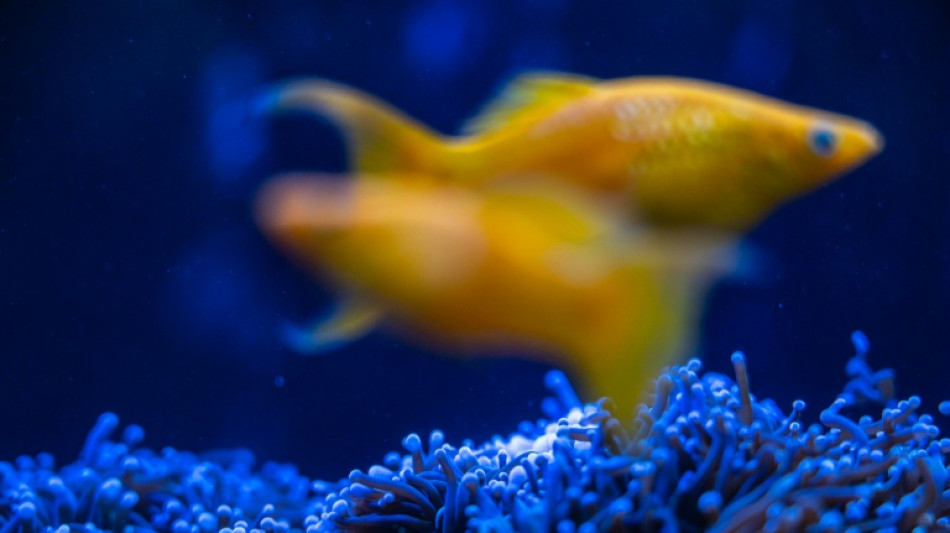  Japan coral protectors race to save reefs from heat 'bomb' 