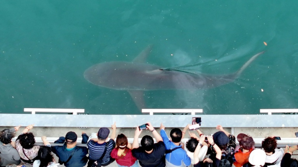  Lost shark becomes viral star in South Korea 