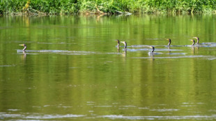 Weltkriegsbombe auf Baggerschiff in Koblenz entschärft