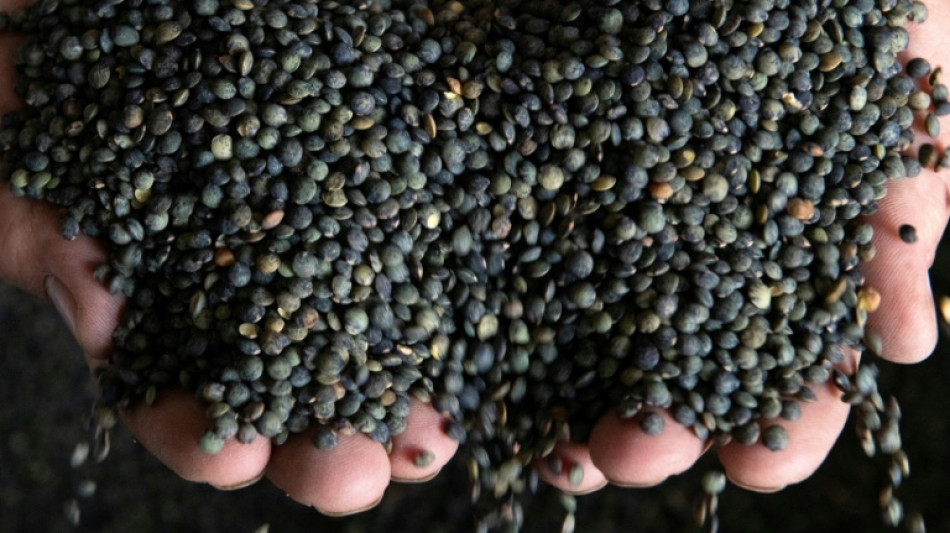  Pouss&eacute;e par le climat, la lentille se cherche une vocation dans le Nord 