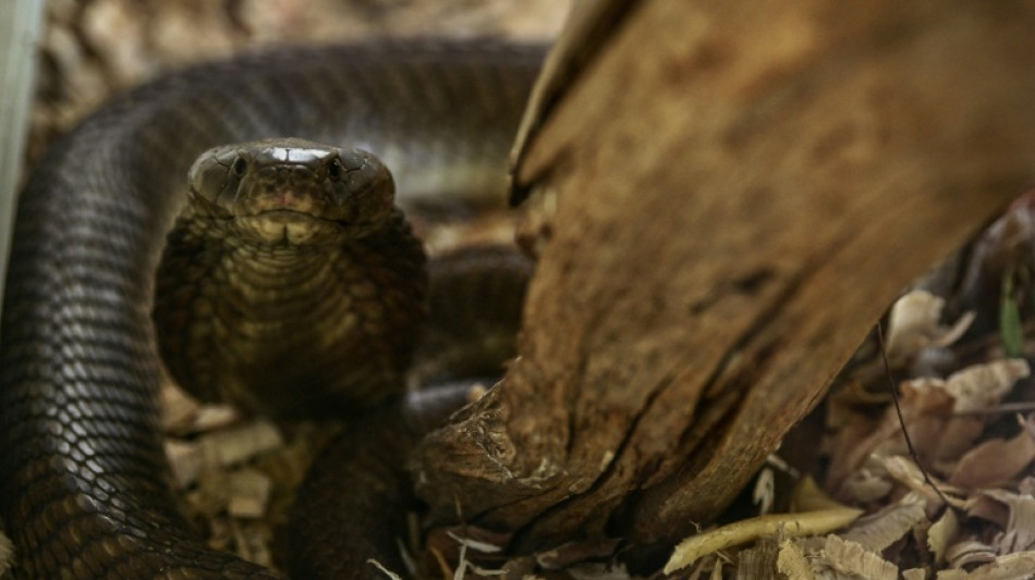  Schlangenbiss in &Auml;gypten-Urlaub: Urlauber aus Bayern stirbt nach Show in Hotel 
