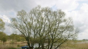 Regierung will durch Wiederherstellung von Ökosystemen zu Klimaschutz beitragen