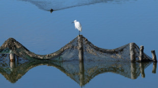 R&eacute;chauffement climatiques, activit&eacute;s humaines... les oiseaux migrateurs d&eacute;sertent le ciel albanais