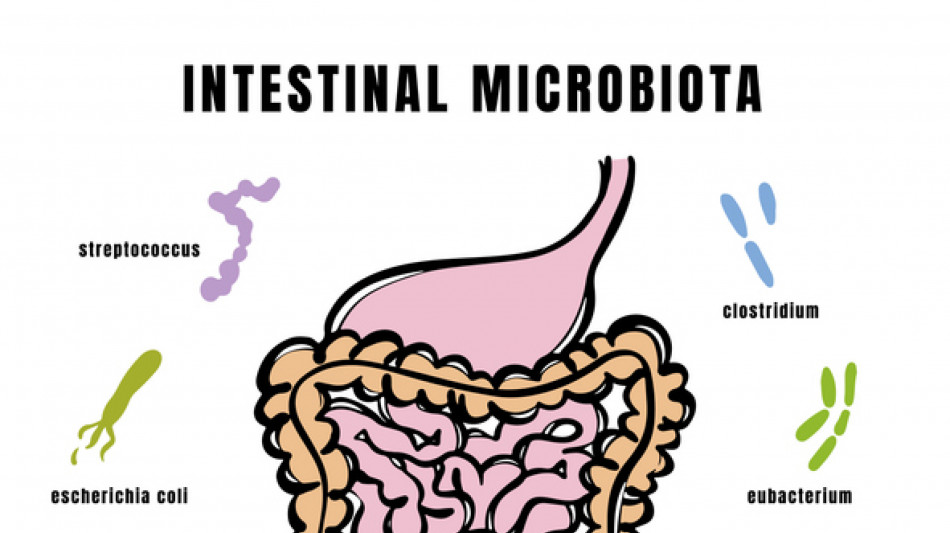  Il microbiota intestinale si compone gi&agrave; nei primi mesi di vita 
