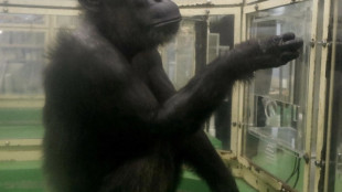 Addio ad Ai, scimpanz&eacute; simbolo della scienza