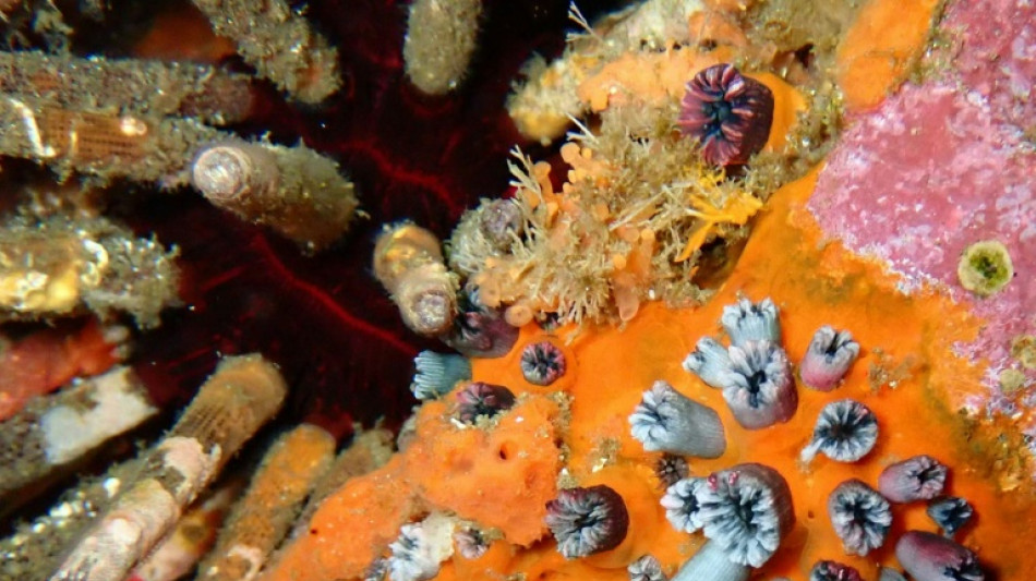  L'&eacute;tude des coraux montre qu'El Ni&ntilde;o s'intensifie avec le r&eacute;chauffement climatique 