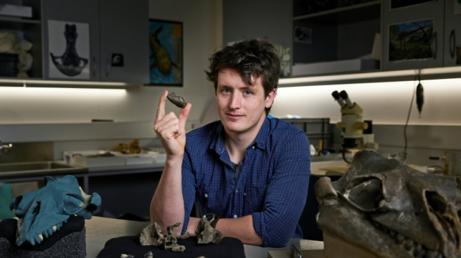 Descubren en Australia una ballena antigua "adorable" pero temible