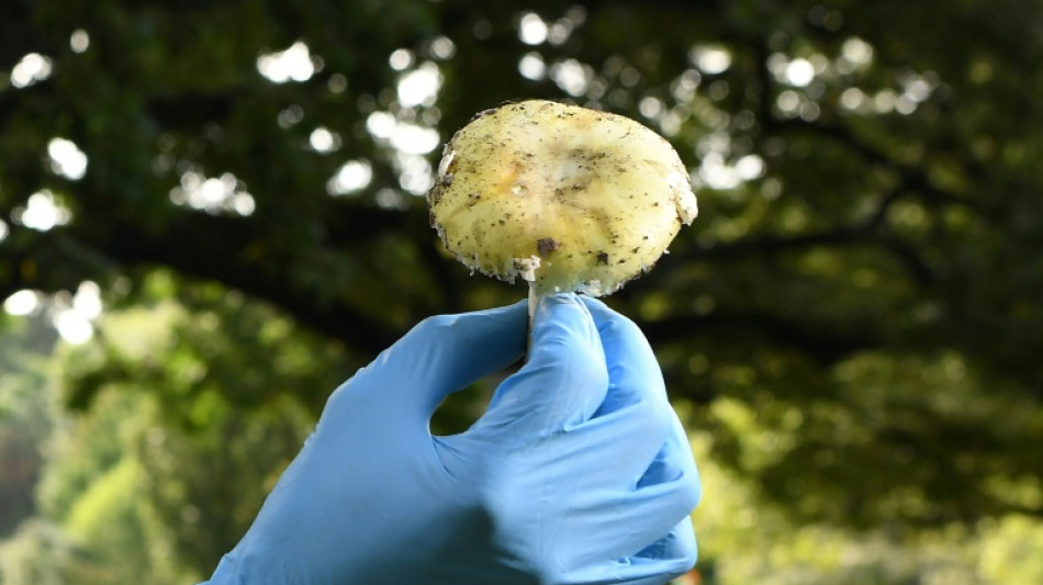 Sweet-smelling fungi at centre of Australian triple-murder trial