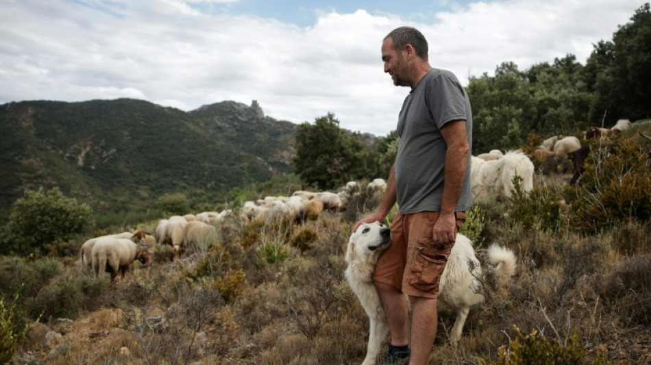 Dans les Corbi&egrave;res, un an apr&egrave;s le m&eacute;gafeu, des troupeaux face aux incendies 