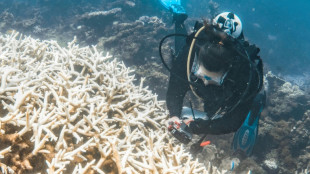 El blanqueamiento de corales bate récord tras récord