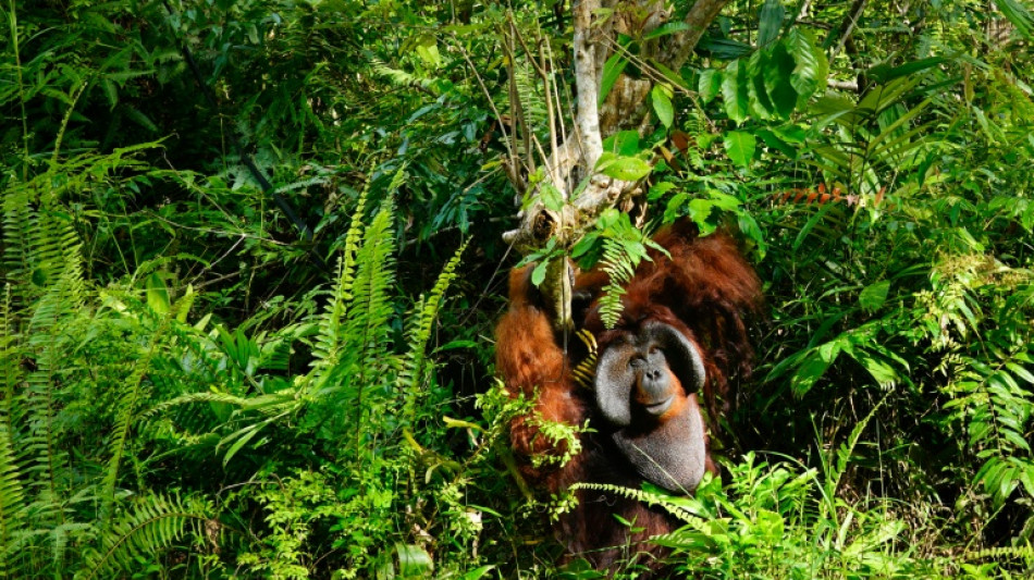 US demand for RVs fuels deforestation on Indonesia's Borneo: NGOs