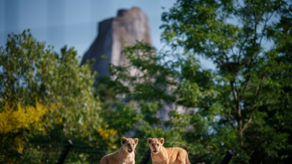  Au Parc zoologique de Paris, Isis et Inaya incarnent l'espoir des Lions du Nord 