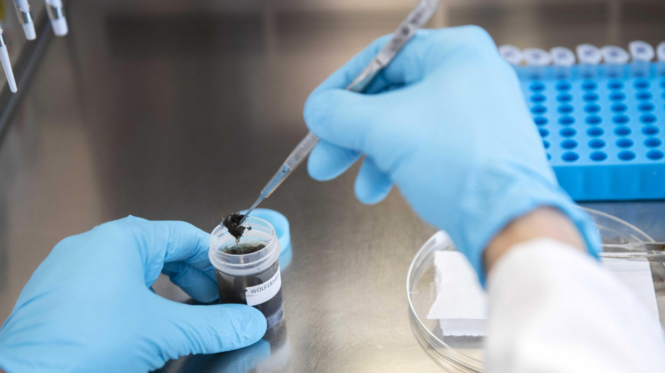  Dal Dna antico la storia dei cani domestici in Europa 