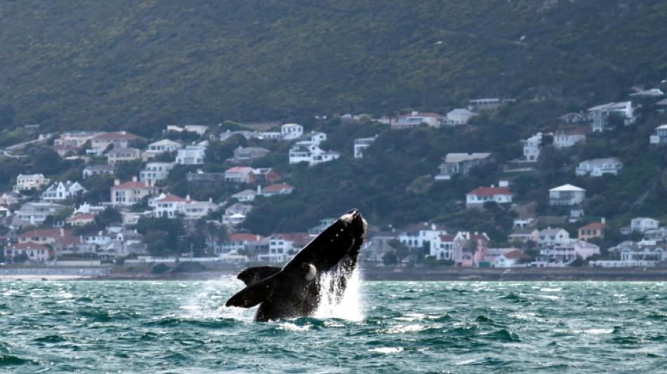  Middle East conflicts a danger for whales off S.Africa: study 