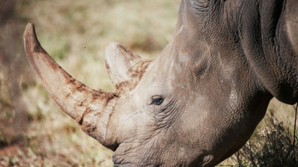 S.African sentenced in 'world's largest' rhino trafficking case 