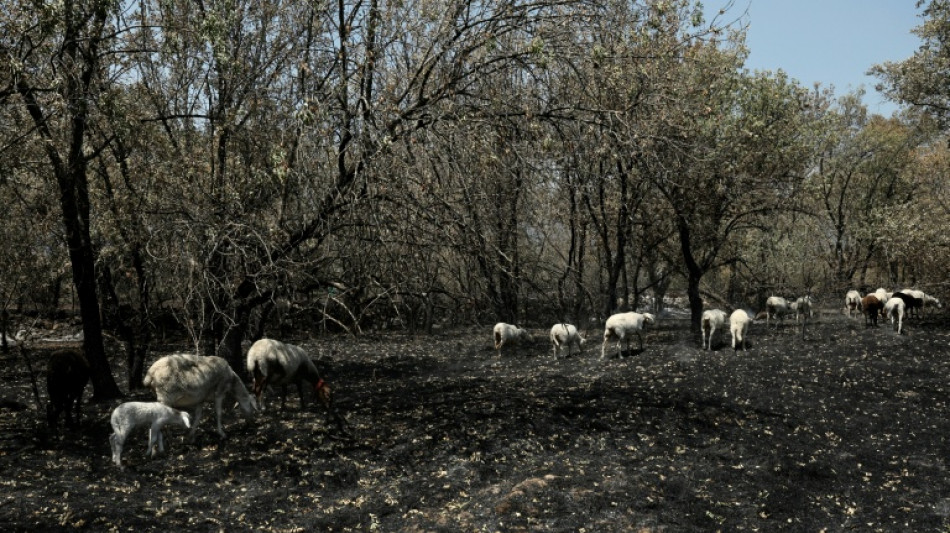  Lucha contra la desinformaci&oacute;n en medio de incendios devastadores en Espa&ntilde;a 