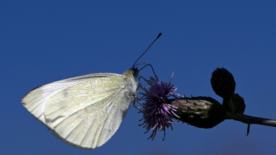  Butterflies seek new habitats as climate changes: study 