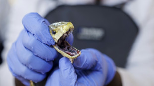 Homem se deixou ser mordido 200 vezes por cobras e pode abrir caminho para antídoto