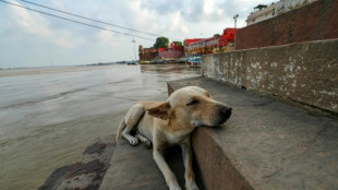 India walks back order to clear Delhi of stray dogs