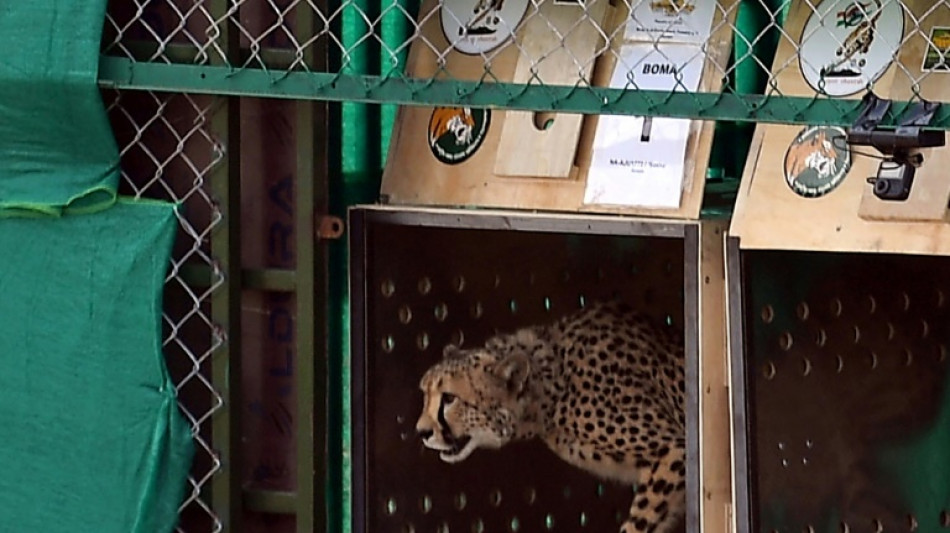  India vows action after first cheetah shot dead 