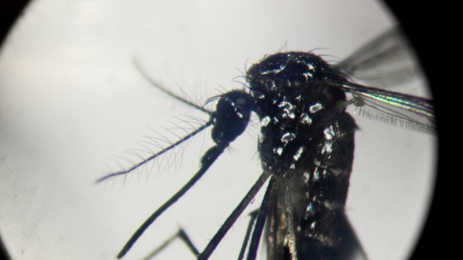 Chikungunya in China: What you need to know