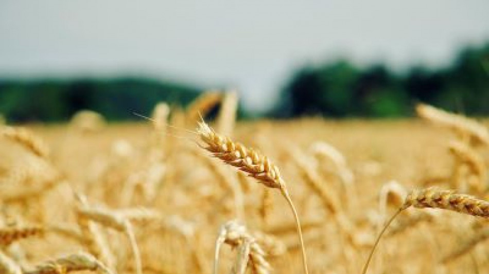  Fao, gli oli vegetali spingono al rialzo i prezzi alimentari 