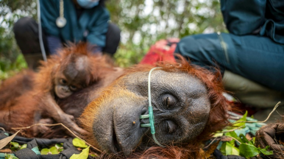  Indonesia fires threatens critically-endangered orangutan: IUCN 