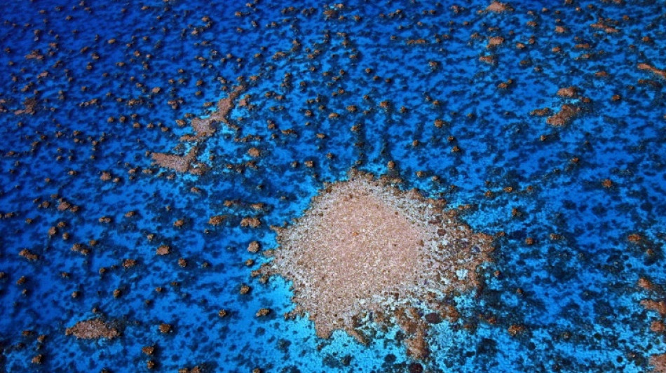 Pour sauver les coraux, les efforts devront se conjuguer en mer comme &agrave; terre, soulignent les scientifiques