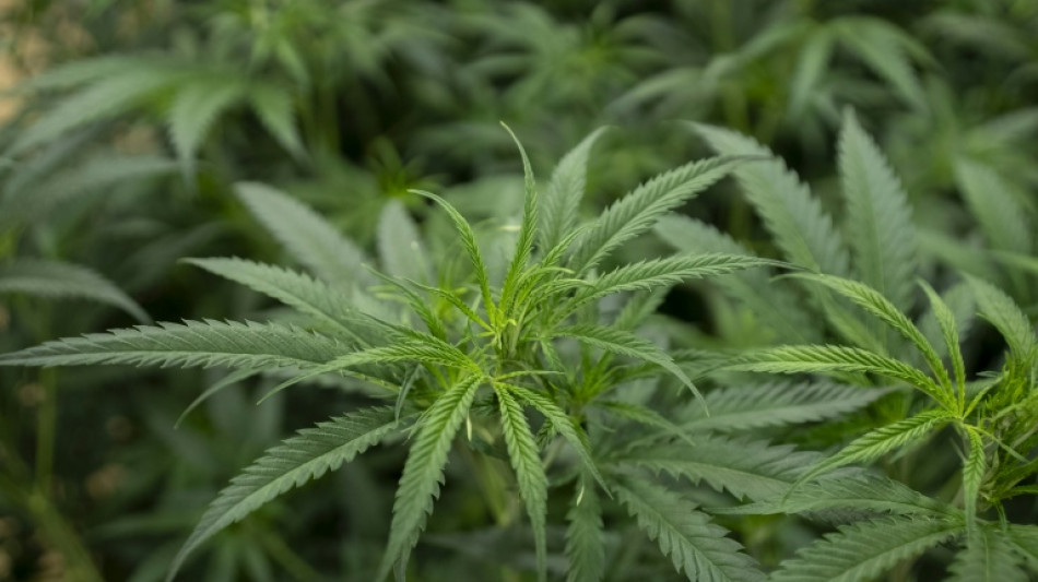  Hunderte Cannabispflanzen in Wohnhaus - Verd&auml;chtiger zapft Strom illegal ab 