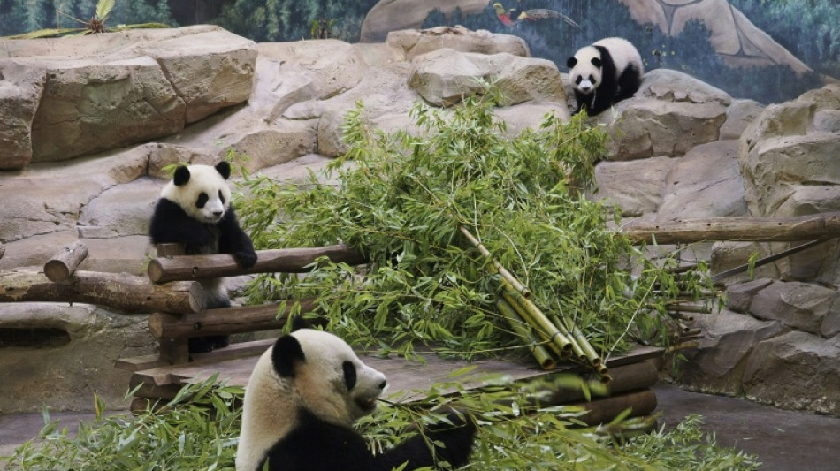  Los dos &uacute;ltimos pandas en Francia volver&aacute;n a China en diciembre 