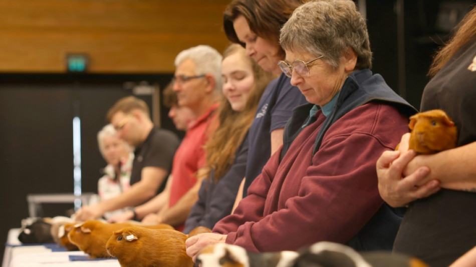  Cavy chaos: Hundreds attend New Zealand's biggest guinea pig show 