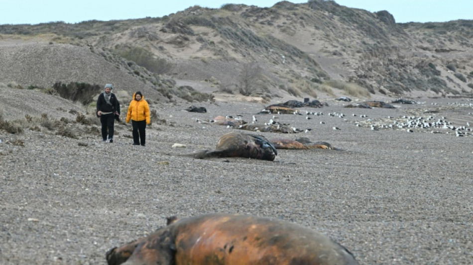  Bacteria suspected in deaths of hundreds of baby whales off Argentina 